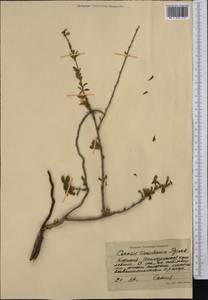 Prunus prostrata var. concolor (Boiss.) Lipsky, Средняя Азия и Казахстан, Северный и Центральный Тянь-Шань (M4) (Киргизия)