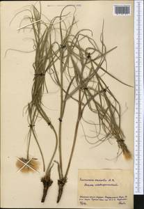 Gelasia ensifolia (M.Bieb.) Zaika, Sukhor. & N.Kilian, Средняя Азия и Казахстан, Северный и Центральный Казахстан (M10) (Казахстан)