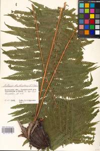 Страусник обыкновенный (L.) Tod., Восточная Европа, Московская область и Москва (E4a) (Россия)