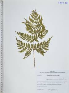 Щитовник амурский (Milde) Christ, Сибирь, Дальний Восток (S6) (Россия)