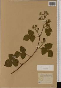 Rubus ×idaeoides Ruthe, Западная Европа (EUR) (Швейцария)