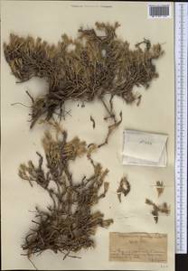 Хруплявник многолетний Litv., Средняя Азия и Казахстан, Западный Тянь-Шань и Каратау (M3) (Казахстан)