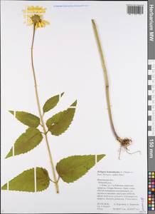 Гелиопсис подсолнечниковый (L.) Sw., Восточная Европа, Центральный лесной район (E5) (Россия)