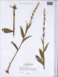 Platanthera stricta Lindl., Америка (AMER) (США)