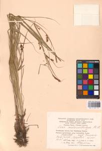 Осока черноколосая M.Bieb. ex Willd., Восточная Европа, Восточный район (E10) (Россия)
