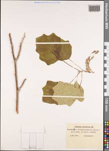 Populus × canescens (Aiton) Sm., Сибирь, Западный (Казахстанский) Алтай (S2a) (Казахстан)