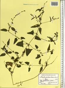 Лебеда лежачая, Лебеда простертая DC., Восточная Европа, Центральный лесостепной район (E6) (Россия)