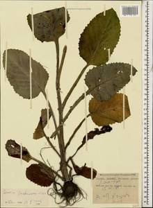 Jacobaea buschiana (Sosn.) B. Nord. & Greuter, Кавказ, Грузия (K4) (Грузия)