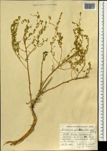 Artemisia globosoides Y. Ling & Y. R. Ling, Монголия (MONG) (Монголия)
