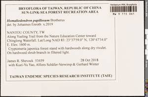 Homaliodendron papillosum Broth., Гербарий мохообразных, Мхи - Азия (вне границ бывшего СССР) (BAs) (Тайвань)