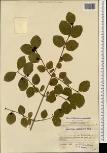 Lonicera caucasica subsp. orientalis (Lam.) D. F. Chamb. & Long, Кавказ, Азербайджан (K6) (Азербайджан)