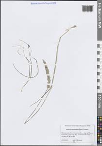 Тонконог пирамидальный (Lam.) P.Beauv., Восточная Европа, Московская область и Москва (E4a) (Россия)