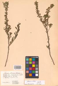 Spiraea crenata subsp. crenata, Восточная Европа, Центральный лесостепной район (E6) (Россия)