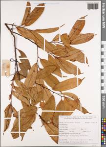 Rosaceae, Зарубежная Азия (ASIA) (Вьетнам)
