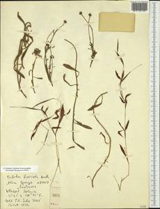 Calotis breviseta Benth., Австралия и Океания (AUSTR) (Австралия)