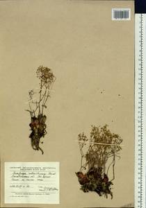 Micranthes punctata (L.) Losinsk., Сибирь, Чукотка и Камчатка (S7) (Россия)