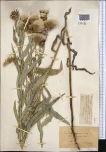 Cirsium arvense var. vestitum Krock. ex Wimm. & Grab., Средняя Азия и Казахстан, Джунгарский Алатау и Тарбагатай (M5) (Казахстан)