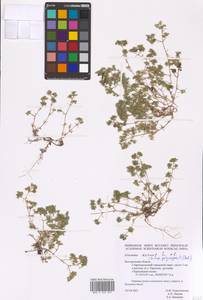 Scleranthus annuus subsp. polycarpos (L.) Bonnier & Layens, Восточная Европа, Центральный лесостепной район (E6) (Россия)