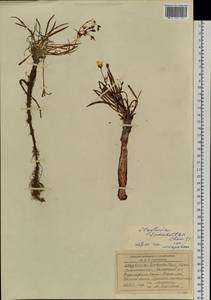 Клайтония остролистная Pall. ex Willd., Сибирь, Прибайкалье и Забайкалье (S4) (Россия)