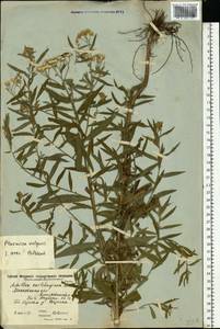 Achillea ptarmica subsp. ptarmica, Восточная Европа, Московская область и Москва (E4a) (Россия)