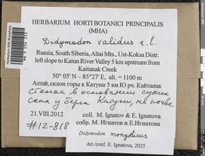 Didymodon mongolicus D.P. Zhao & T.R. Zhang, Гербарий мохообразных, Мхи - Западная Сибирь (включая Алтай) (B15) (Россия)