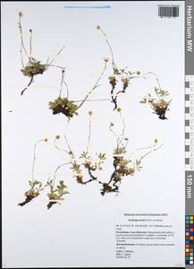 Micranthes merkii subsp. merkii, Сибирь, Якутия (S5) (Россия)