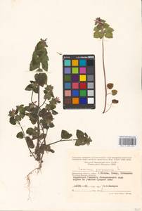 Яснотка пурпурная, Яснотка пурпуровая L., Восточная Европа, Московская область и Москва (E4a) (Россия)