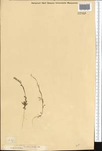 Желтушник гулявниковидный C.A. Mey., Средняя Азия и Казахстан, Муюнкумы, Прибалхашье и Бетпак-Дала (M9) (Казахстан)