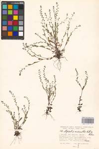 Незабудка прямостоячая Link ex Roem. & Schult., Восточная Европа, Московская область и Москва (E4a) (Россия)