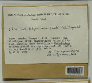 Schistidium liliputanum (Müll. Hal.) Deguchi, Гербарий мохообразных, Мхи - Азия (вне границ бывшего СССР) (BAs) (Япония)