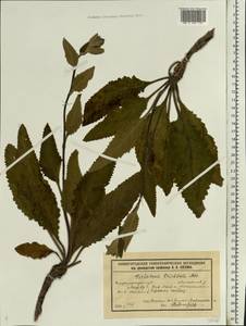 Verbascum chaixii subsp. orientale (M. Bieb.) Hayek, Восточная Европа, Волжско-Камский район (E7) (Россия)