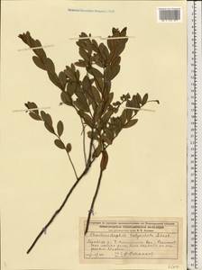 Хамедафна обыкновенная, Болотный мирт (L.) Moench, Восточная Европа, Волжско-Камский район (E7) (Россия)