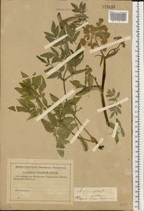 Дудник лесной L., Восточная Европа, Северо-Западный район (E2) (Россия)