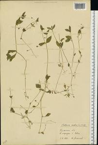 Звездчатка средняя, Мокрица (L.) Vill., Восточная Европа, Западный район (E3) (Россия)