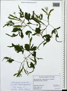 Tilia ×europaea L., Восточная Европа, Центральный лесной район (E5) (Россия)