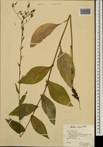 Lactuca quercina subsp. quercina, Восточная Европа, Центральный лесостепной район (E6) (Россия)