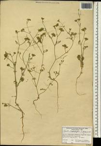 Пупырник тонколистный, Торилис тонколистный (L.) Rchb. fil., Зарубежная Азия (ASIA) (Иран)