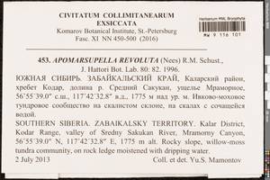 Gymnomitrion revolutum (Nees) H. Philib., Гербарий мохообразных, Мхи - Прибайкалье и Забайкалье (B18) (Россия)