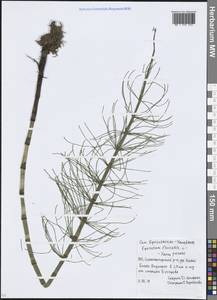 Хвощ приречный, Хвощ топяной L., Восточная Европа, Московская область и Москва (E4a) (Россия)