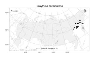 Claytonia sarmentosa, Клайтония отпрысковая C. A. Mey., Атлас флоры России (FLORUS) (Россия)