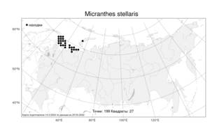 Micranthes stellaris, Камнеломка звездчатая (L.) Galasso, Banfi & Soldano, Атлас флоры России (FLORUS) (Россия)