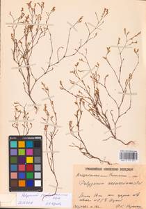 Спорыш песчаный, Восточная Европа, Нижневолжский район (E9) (Россия)