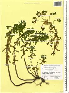 Молочай прямой, Молочай торчащий L., Кавказ, Черноморское побережье (от Новороссийска до Адлера) (K3) (Россия)