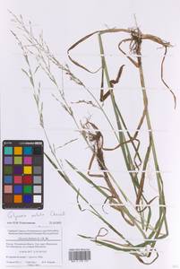 Манник замеченный Chevall., Восточная Европа, Московская область и Москва (E4a) (Россия)