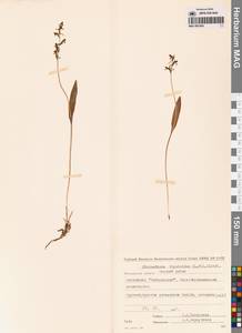 Любка комарниковая (L.f.) Lindl., Сибирь, Чукотка и Камчатка (S7) (Россия)