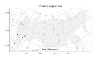 Cosmos sulphureus, Космея серно-жёлтая Cav., Атлас флоры России (FLORUS) (Россия)