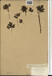 Pelargonium graveolens (Thunb.) L'Her., Африка (AFR) (Острова Святой Елены, Вознесения и Тристан-да-Кунья)