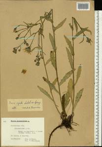 Picris hieracioides subsp. hieracioides, Восточная Европа, Московская область и Москва (E4a) (Россия)