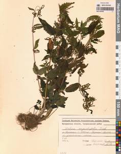 Urtica dioica var. holosericea Fr., Сибирь, Якутия (S5) (Россия)