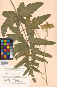 Пастернак посевной L., Восточная Европа, Московская область и Москва (E4a) (Россия)